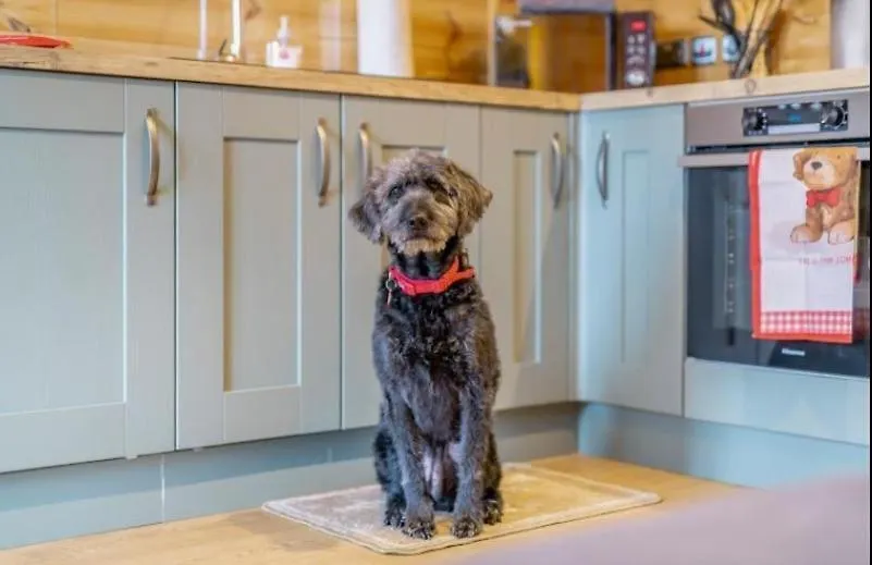My Happy Hounds Glamping Hotel Northallerton