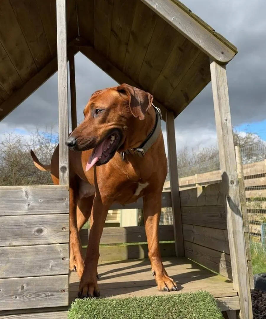 My Happy Hounds Glamping Hotel Northallerton