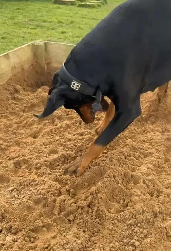 ホテル My Happy Hounds Glamping ノーサラートン キャンプ場