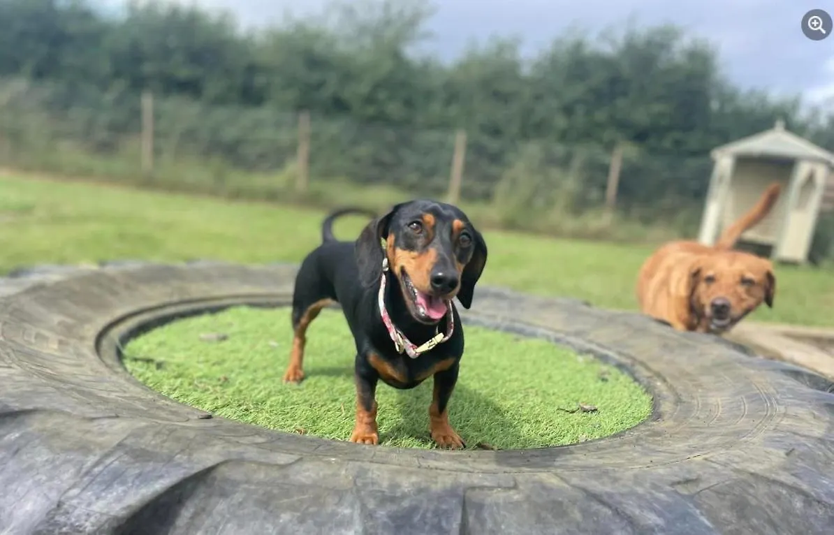 ホテル My Happy Hounds Glamping ノーサラートン イギリス